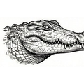 Crocodile