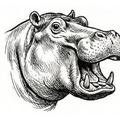 Hippo