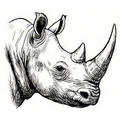 Rhino